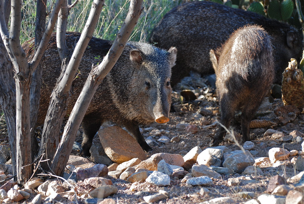 wild Javelina in the scrub in a herd of about 20 animals p… Flickr