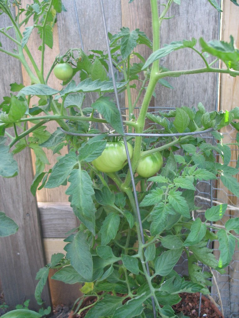 Big Boy tomato plant Allison Flickr