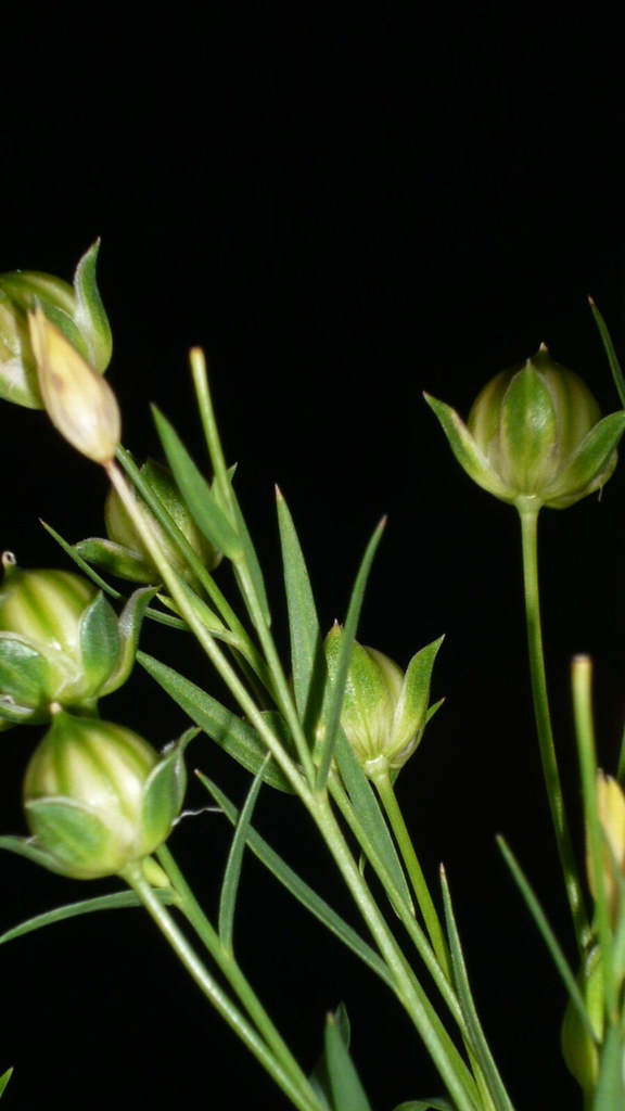 flax seeds The flax plants have such pretty seed pods; the… Flickr