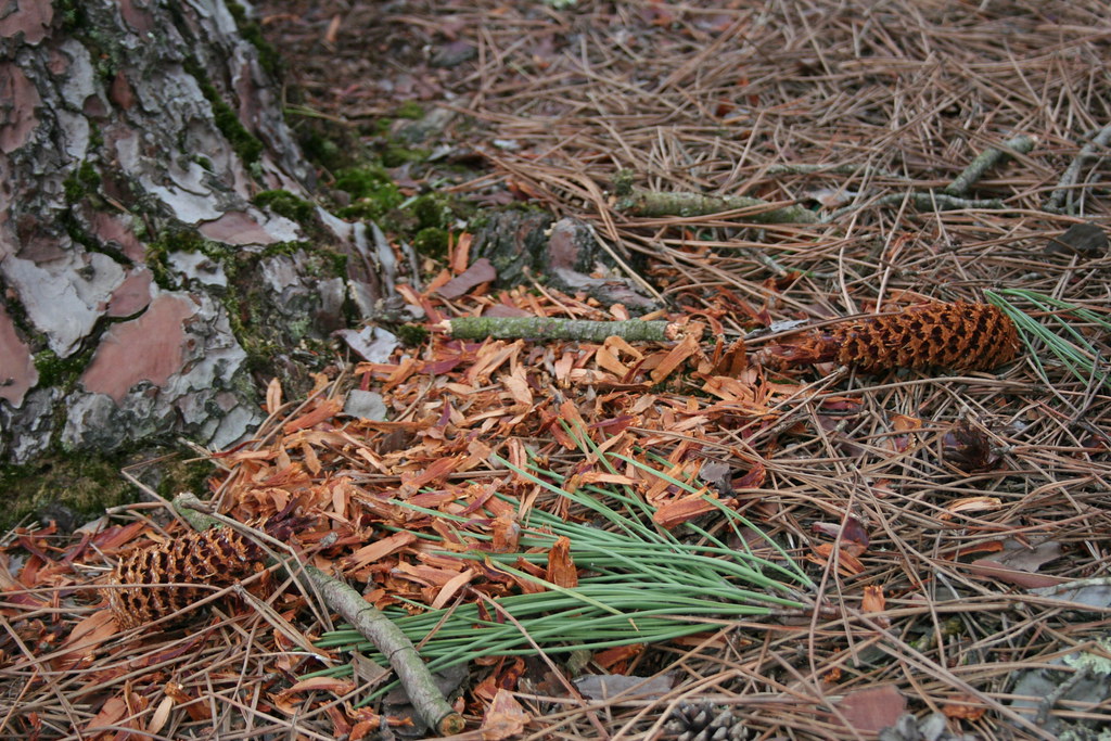 Pine cones leftovers What remains of pine cones after the … Flickr