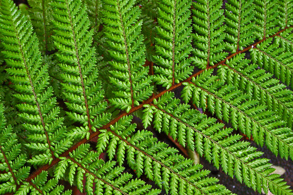 Native Fern of New Zealand. It rained for the first time i… Flickr