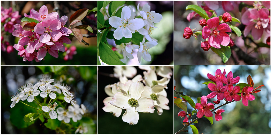 midwest springtime flowering trees in our yard wplynn Flickr