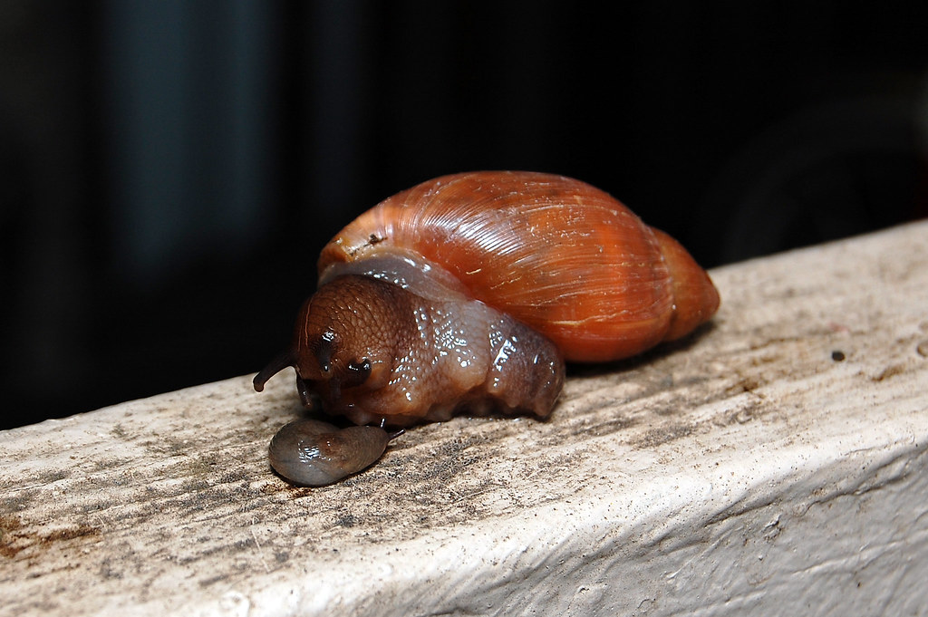 Rosy Wolf Snail (Euglandina rosea) This individual must ha… Flickr
