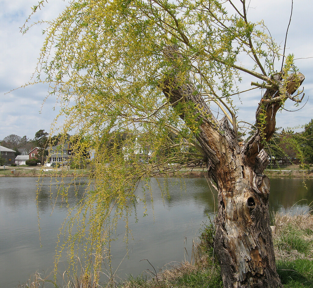 Old willow tree Willow tree beside Lake Gerar, Rehoboth, D