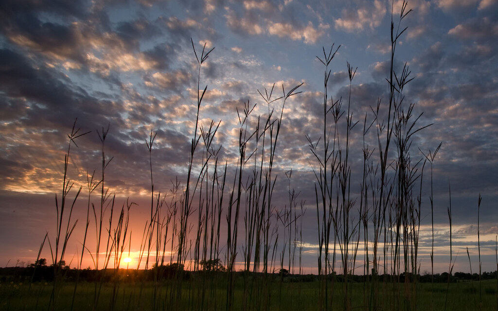 Diamond Grove Prairie Conservation Area Wallpaper for Wide… Flickr