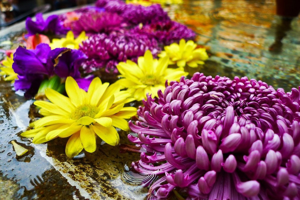 Flowers at the Sunflower Cafe, Sonoma Zoë Power Flickr