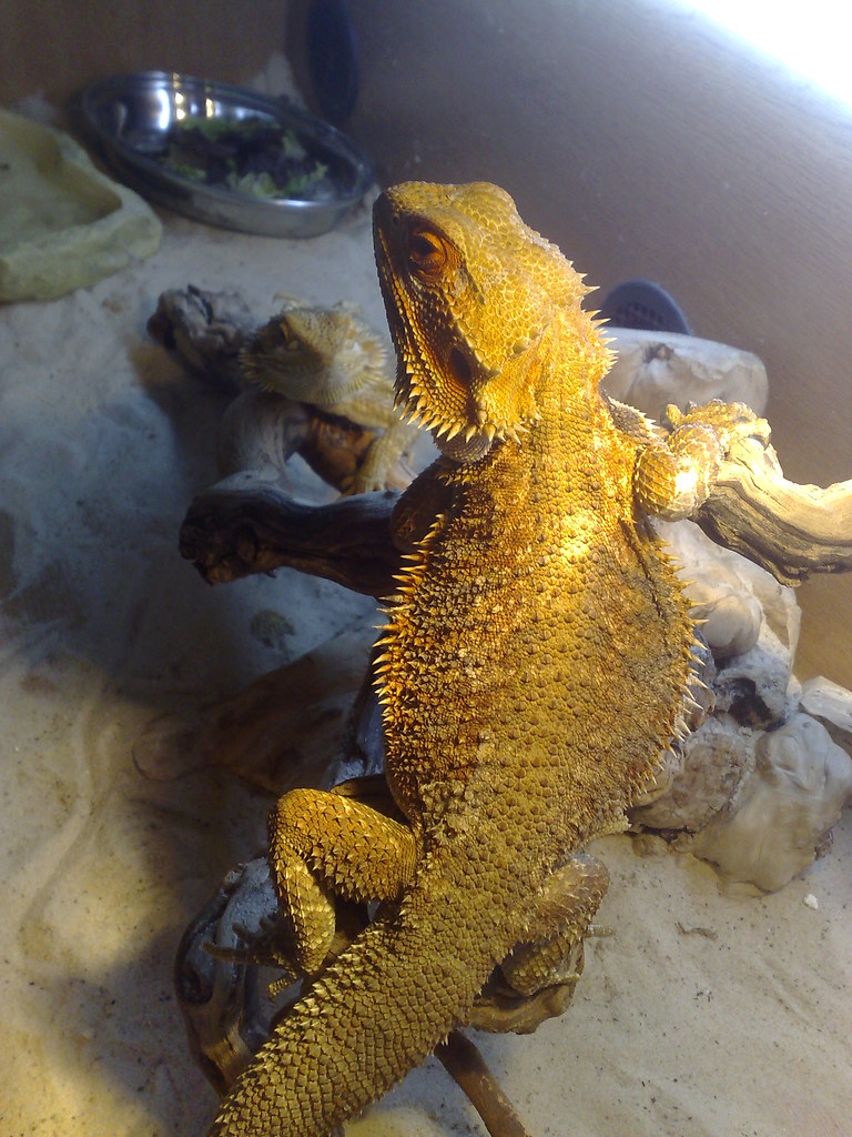 A bearded dragon appears in the German giant morph land