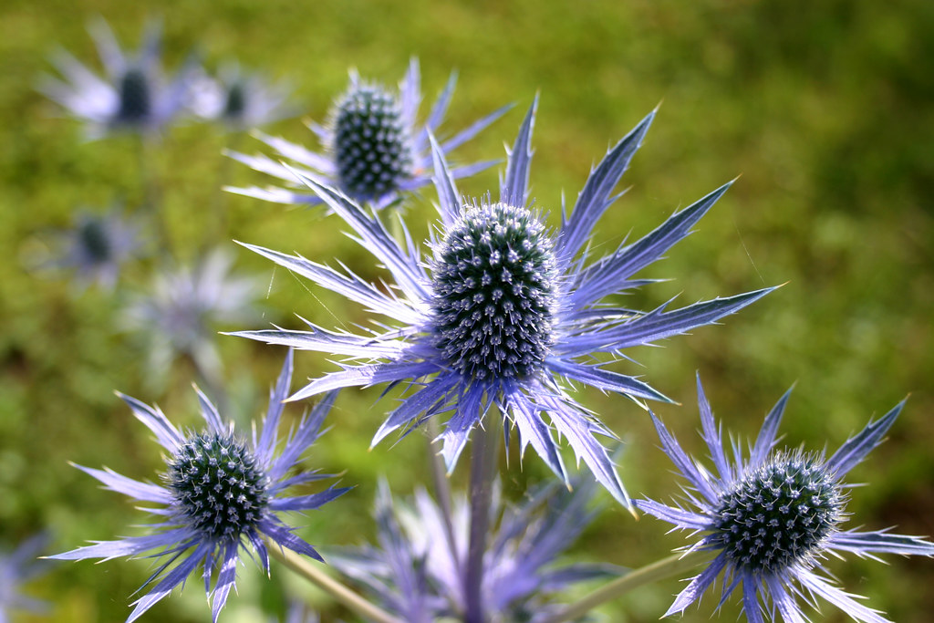 Blue Thistle (Sea Holly) Eryngium Planum Catherine Murphy Flickr