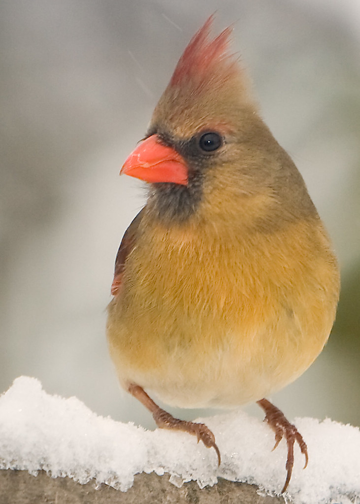 Northern Cardinal Ontario Backyard Birds Dan Flickr
