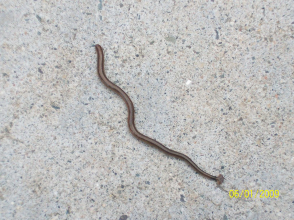hammerhead worm hammerhead worm on sidewalk in Santee CA going on