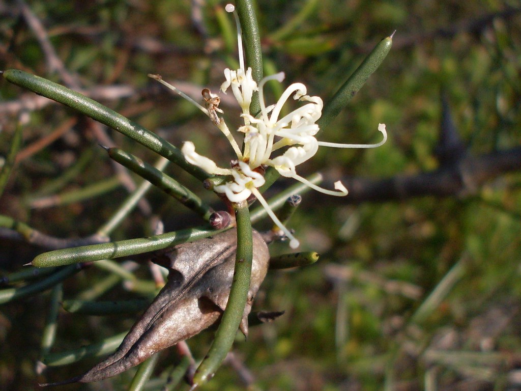 Dagger Hakea flower Dagger Hakea (Hakea teretifolia) in fl… Flickr