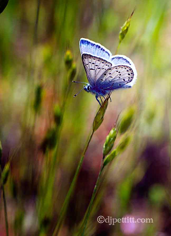 Fender's Blue Butterfly Butte Falls, Oregon Fender's blue … Flickr