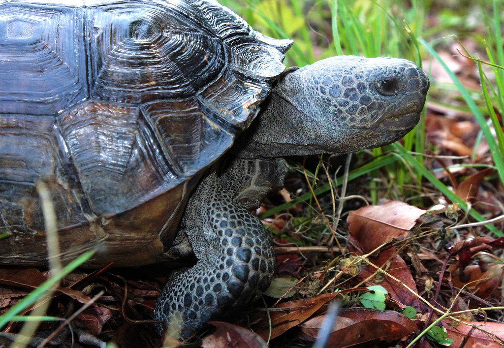 Florida Gopher Tortoise (Protected Endangered Species) Flickr