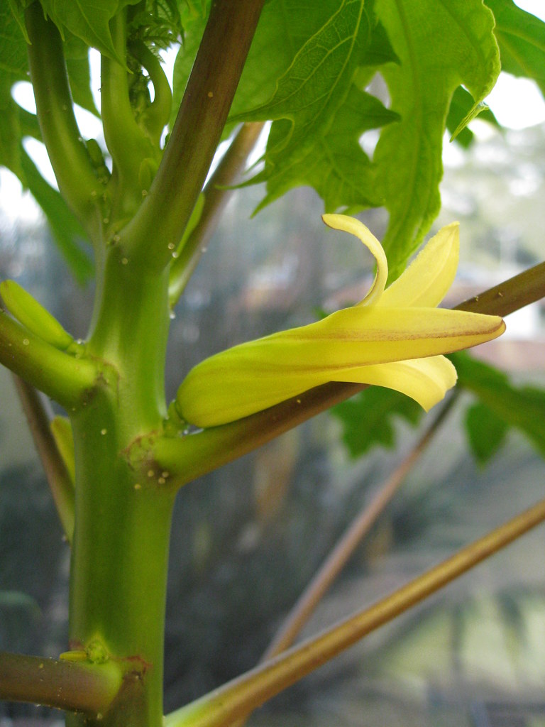 papaya flower I got this 'T.R. Hovey' papaya plant as a ti… Flickr