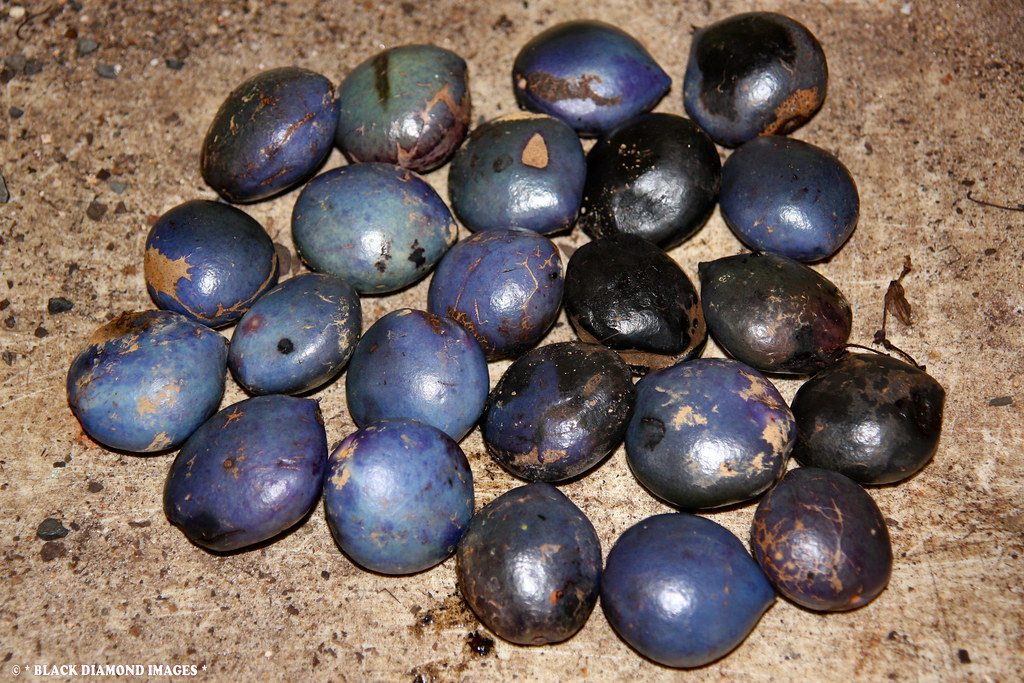 Athertonia diversifolia Atherton Oak Copyright All Rig… Flickr