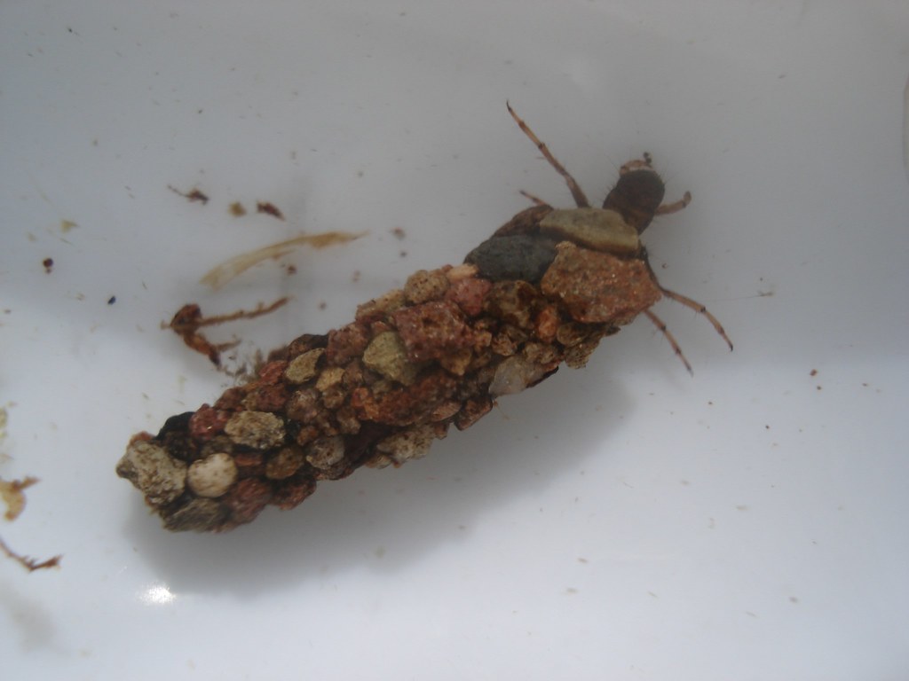 Big Cased Caddis Fly Larva I was delighted to find a much … Flickr