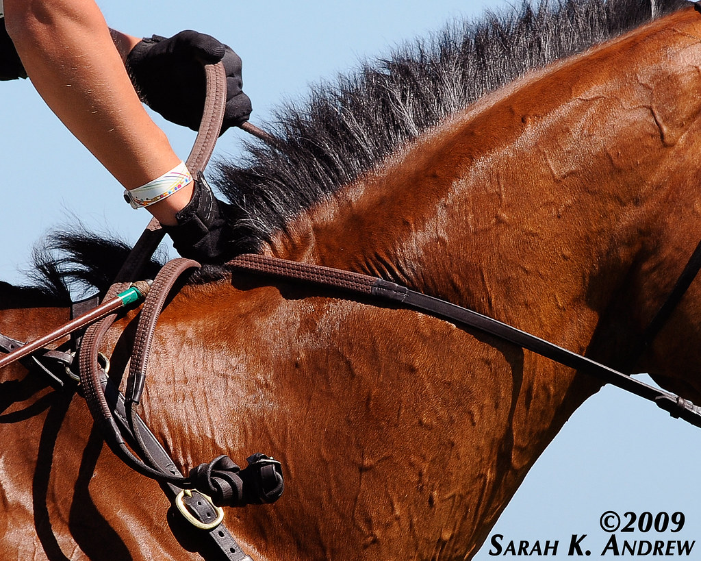 Pulley Rein "The pulley rein is executed by shortening one… Flickr