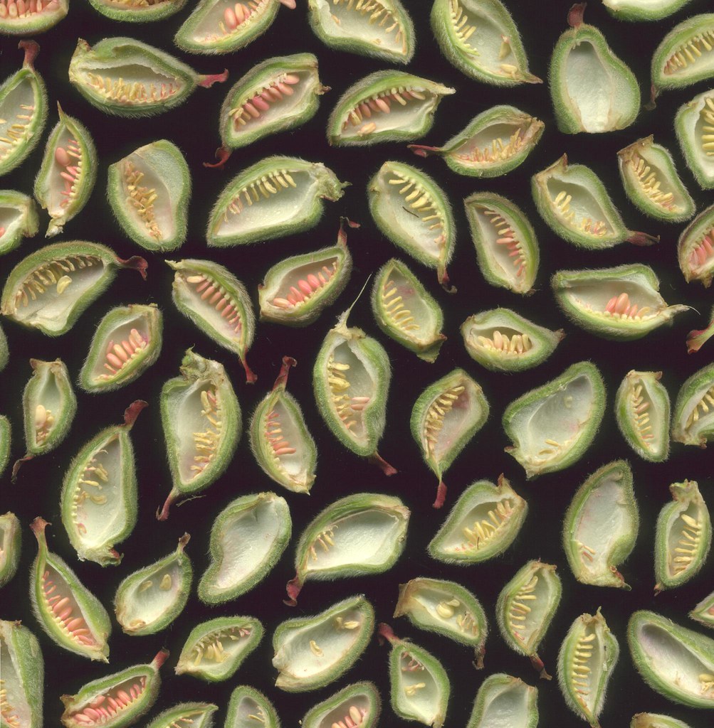 06131 Fern Leaf Peony Pods with seeds 491 Fred Michel Flickr