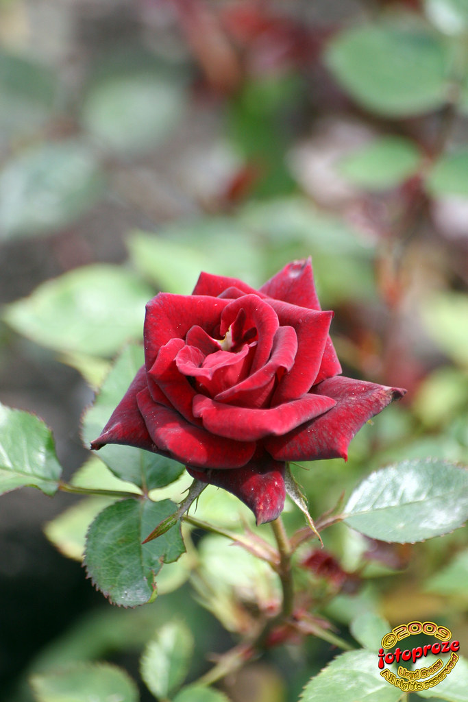 Miniature rose Rosa 'Black Jade' Rosaceae C20090613 27… Flickr