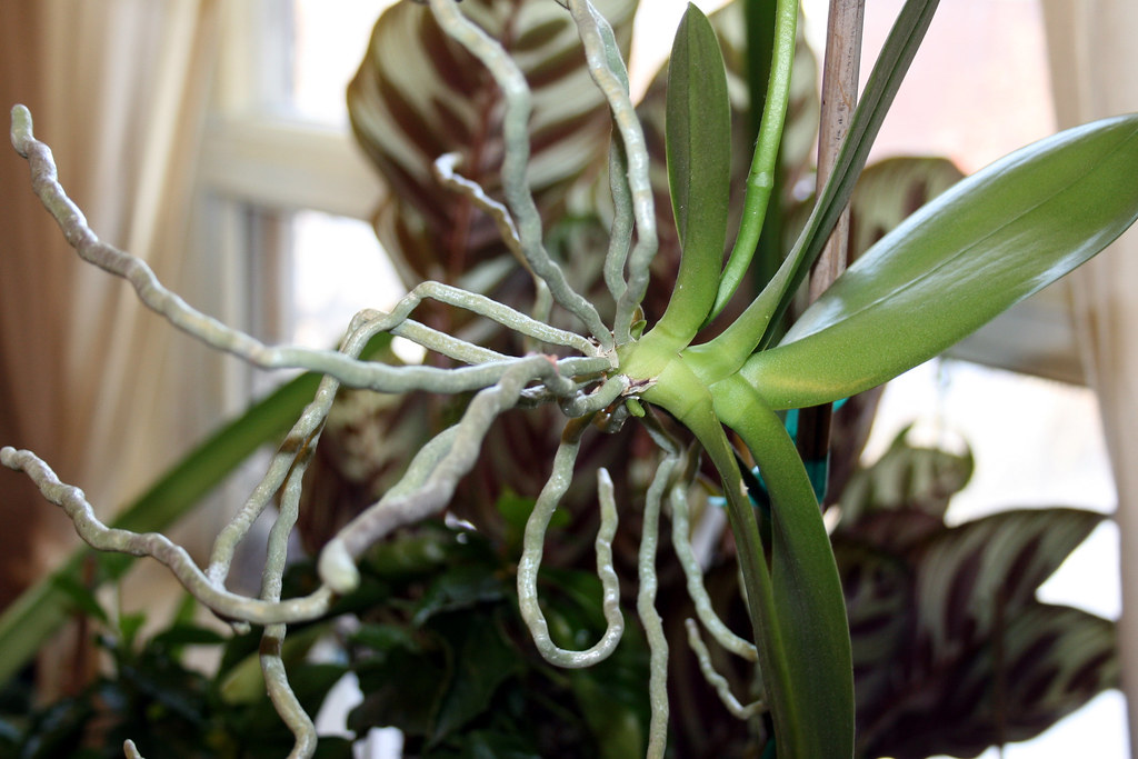Orchid air roots and baby Orchids, hibiscus and an amaryll… Flickr