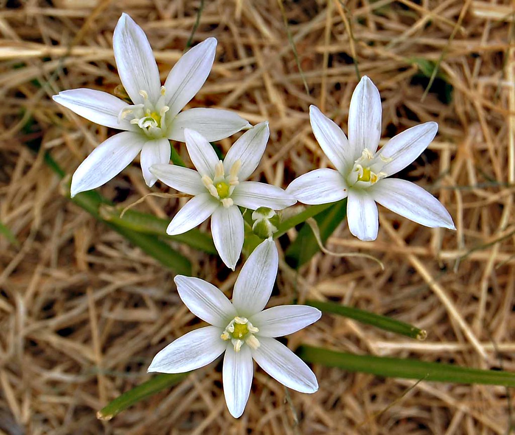 Wildflowers in Oklahoma Mike D Flickr