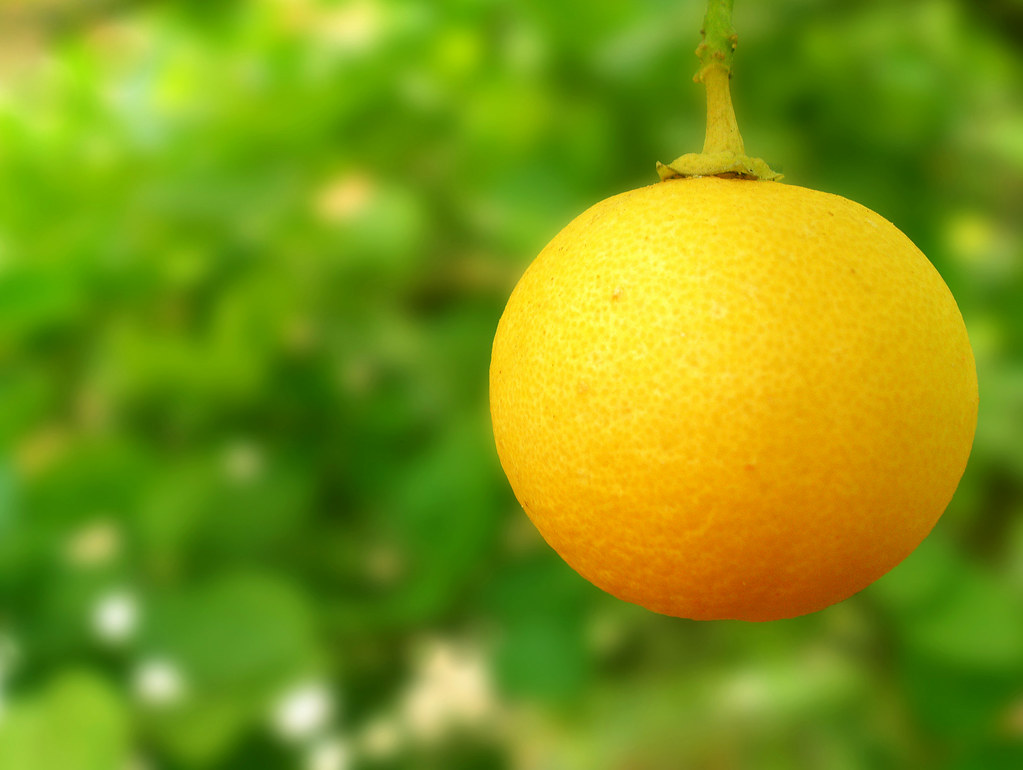 Key lime Key lime Scientific Name Citrus aurantifolia A