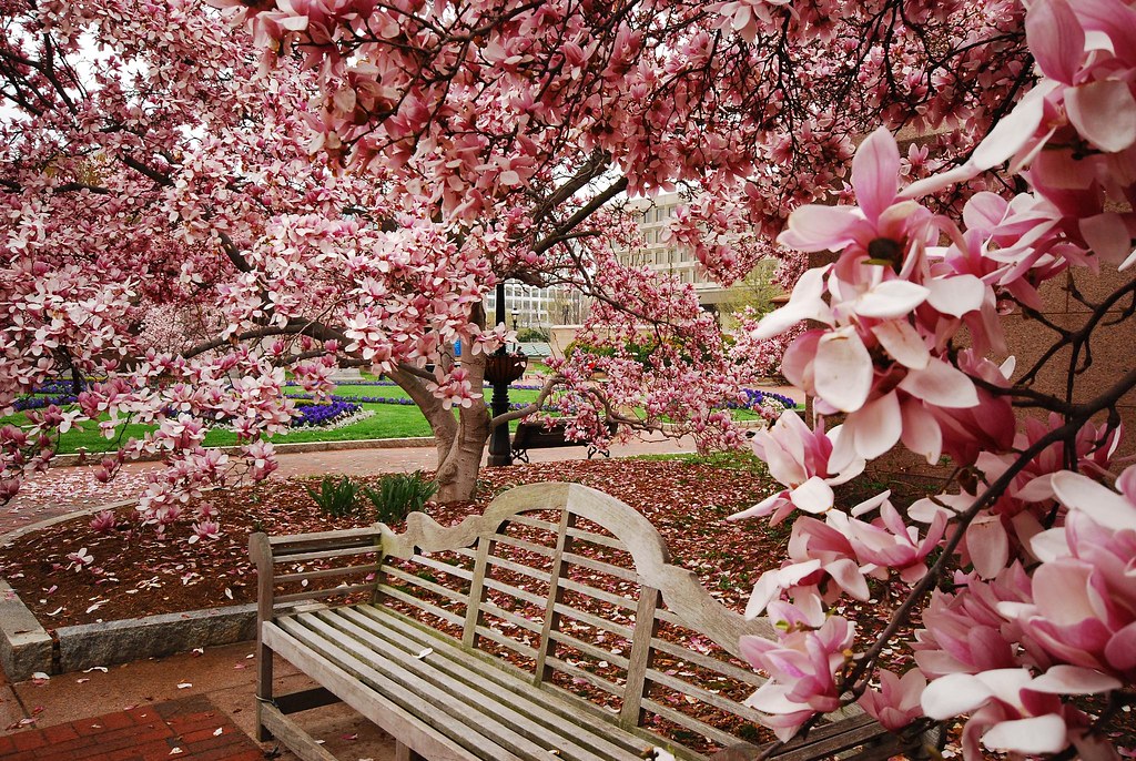 All sizes Magnolia Garden Flickr Photo Sharing!