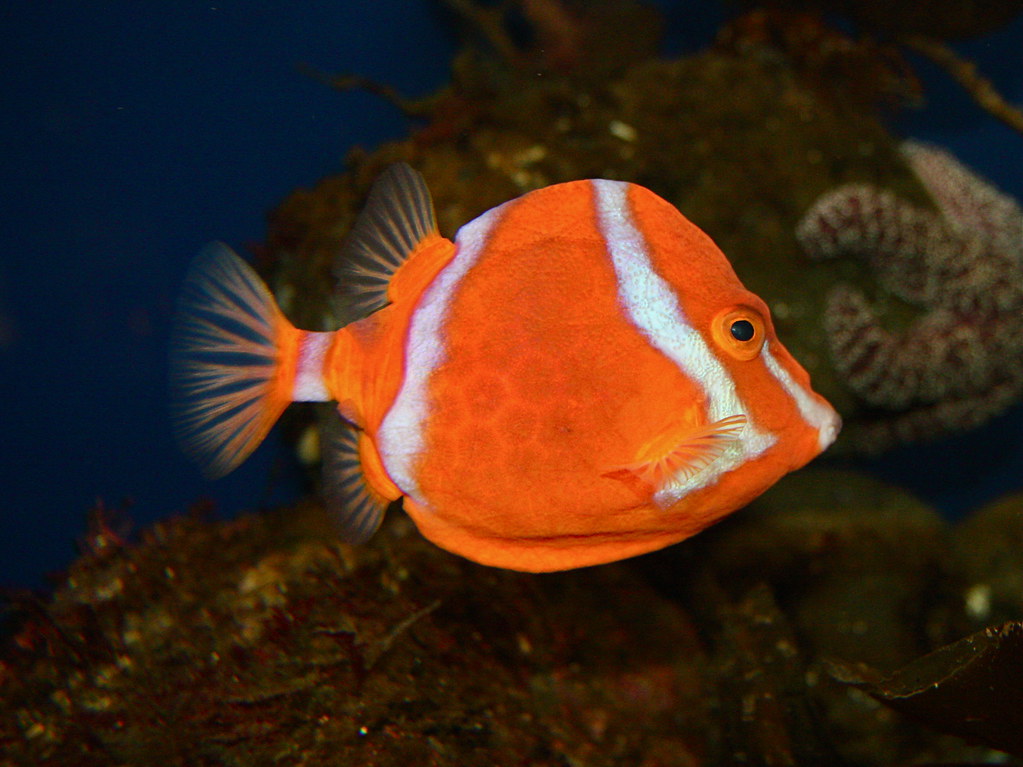 Australian Boxfish aka Whitebarred Boxfish Anoplocapros l… Flickr