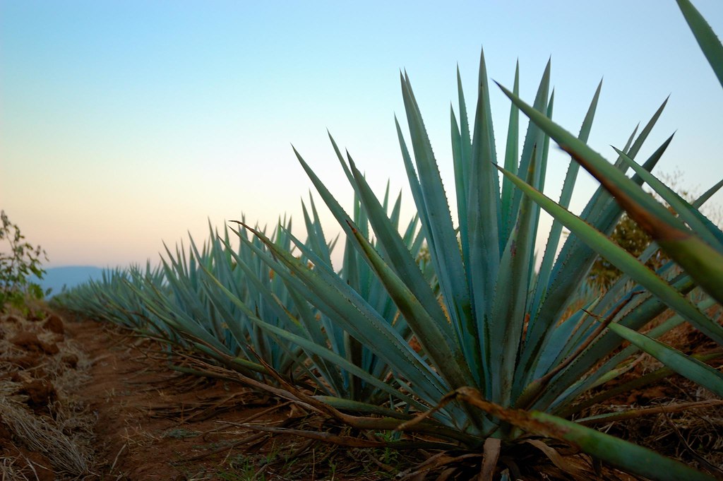 Maguey Agave Azul Tequila Jalisco Mexico Maguey Agave Azul… Flickr