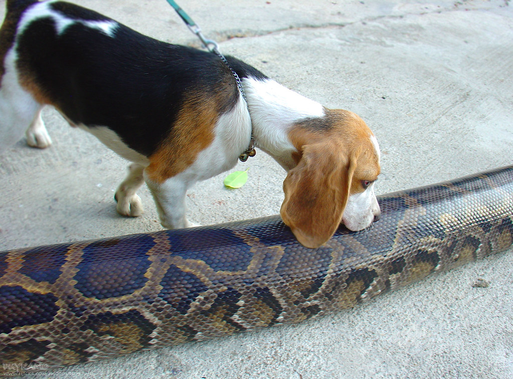 Dog try to eats snake My puppy was so hungry!! He was tryi… Flickr