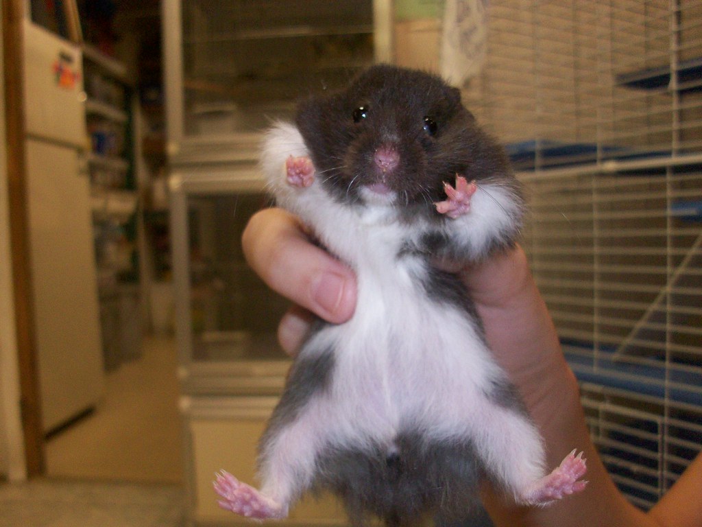 "Hello"hamster male panda bear hamster! Soooo cute! i was… Flickr