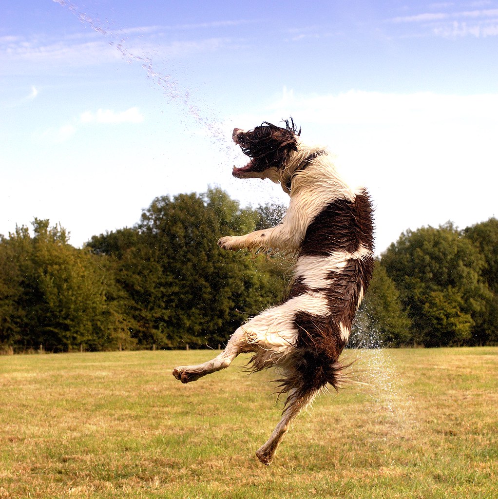 Jumping Dog Springer Spaniel dog jumping in a field for wa… Mike