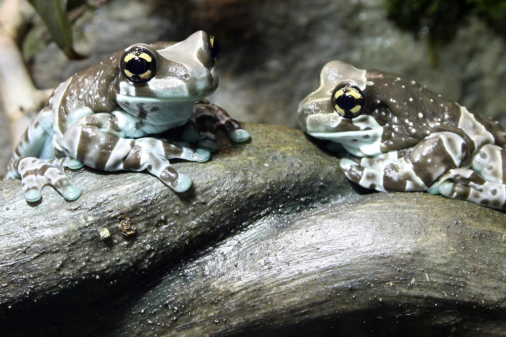 Amazon Milk Frog Two Amazon Milk Frogs on display at the A… Flickr