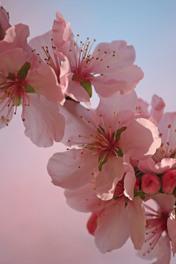 Sakura Sakura (Japanese kanji 桜 or 櫻; hiragana さくら) is … Flickr