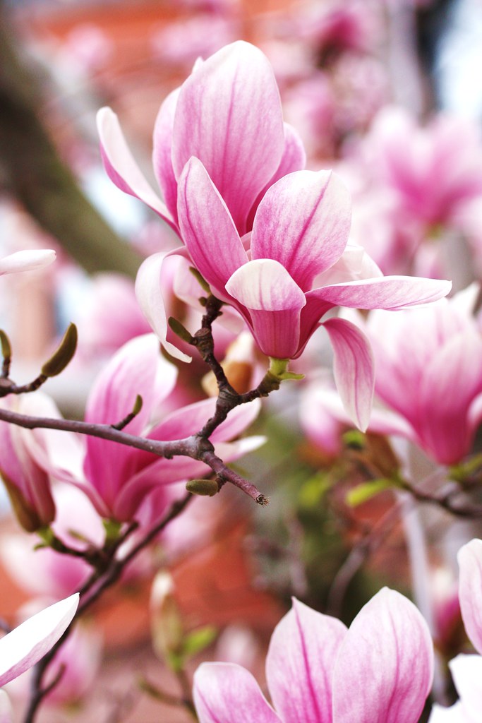 Japanese magnolia These trees line Boston's Commonwealth A… Flickr