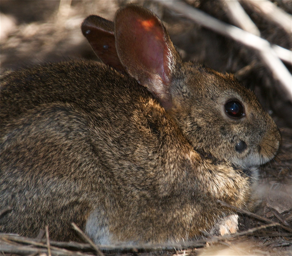 Cottontail Rabbit (Sylvilagus) Notice the ticks on the lef… Flickr