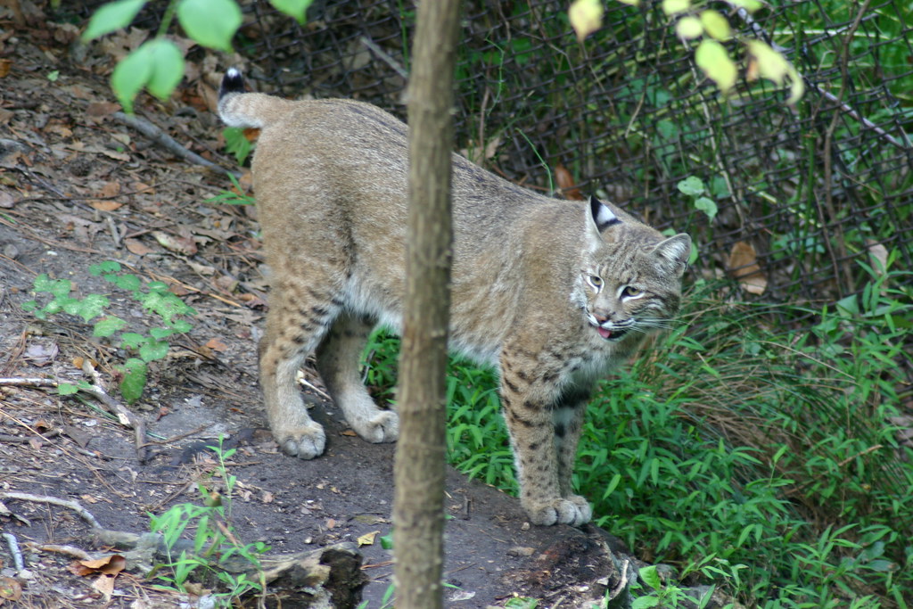 Bobcat Lynx rufus Taken at the Virginia Living Museum in H… Flickr