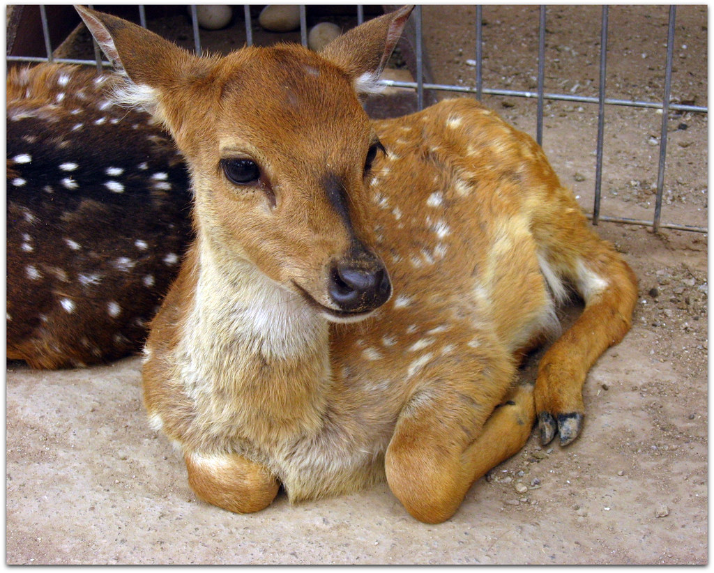 baby deer PawsitiveCandie_N Flickr