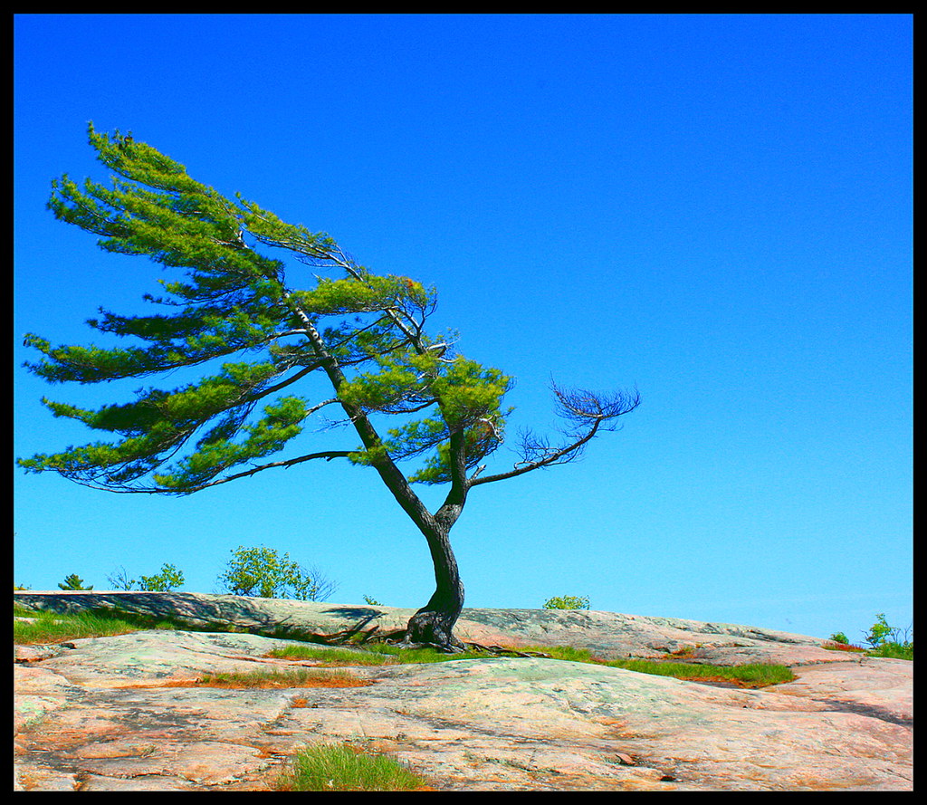 THE LONE PINE TREE The famous tree at Killbear Provincial … Flickr