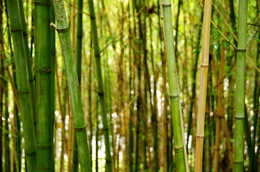 Bamboo Forest Zilker Botanical Gardens Austin, Texas sarowen Flickr