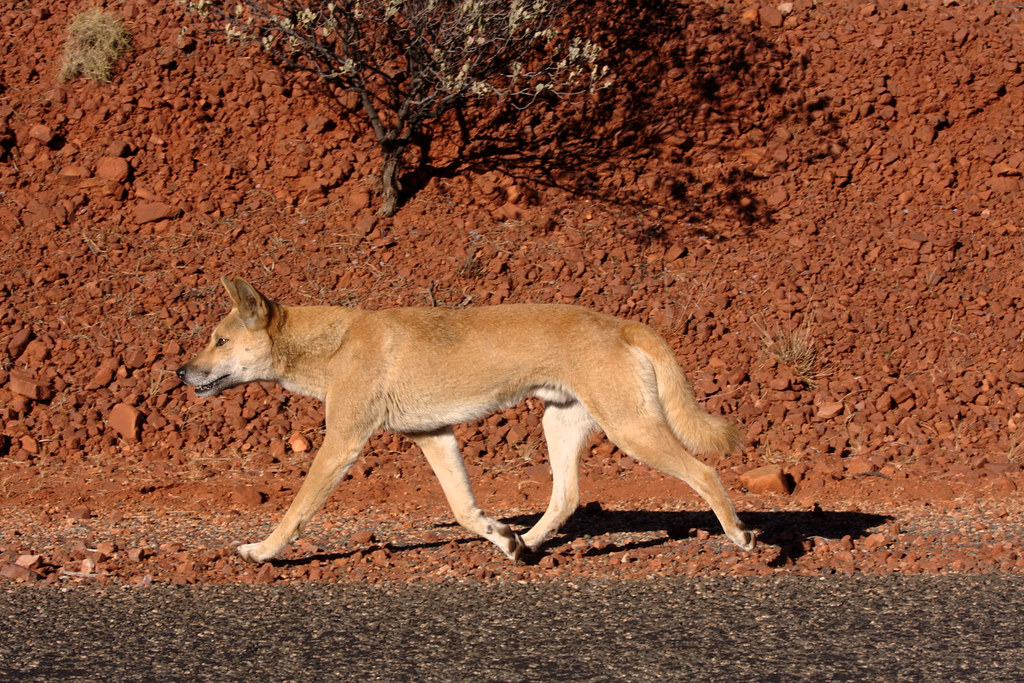 Dingo Taken near glen helen in NT lostandcold Flickr