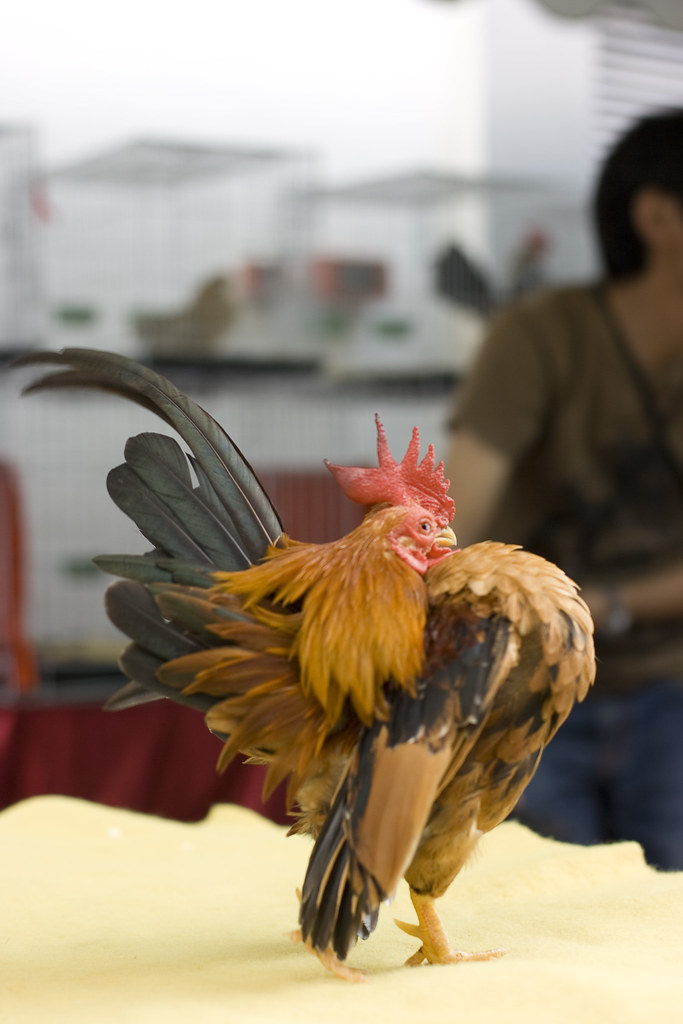 Ayam Serama/ Miniature Chicken A small and miniature speci… Flickr