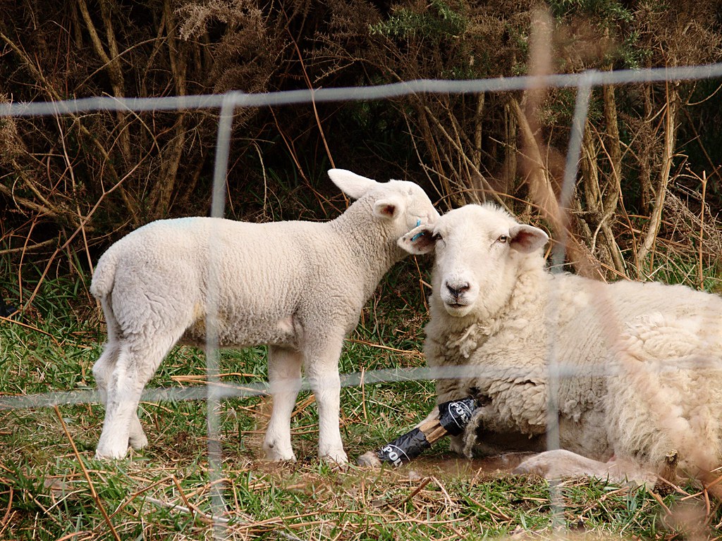 Aww the sheep's got a broken leg, poor thing was limping.??? Flickr