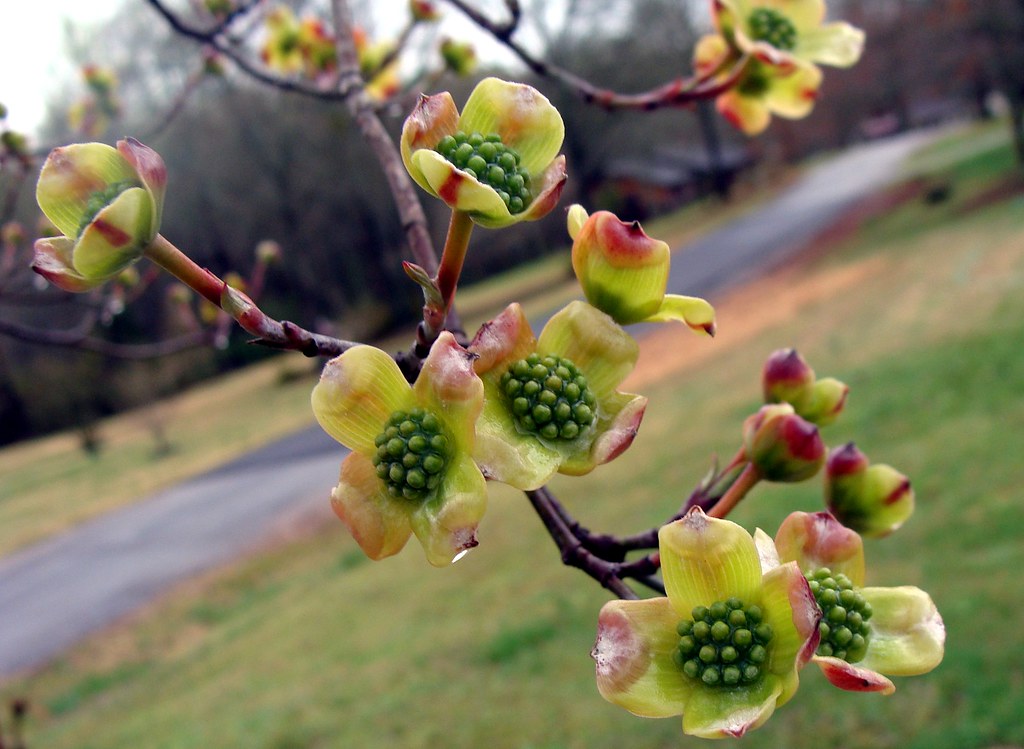 Dogwood flowers, getting ready to open A little further al… Flickr