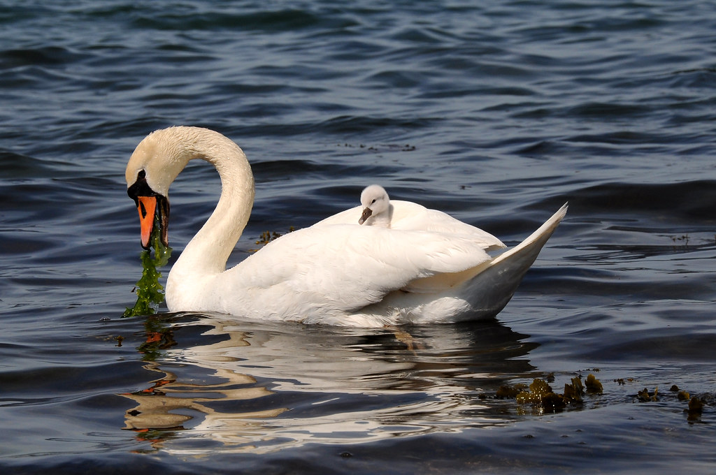 Swan with on her back Swan with little baby swans (… Flickr