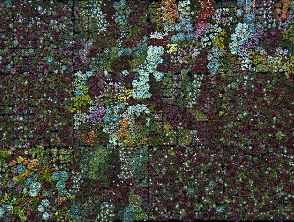 April 25th Vertical Garden My favorite nursery in the Bay… Flickr