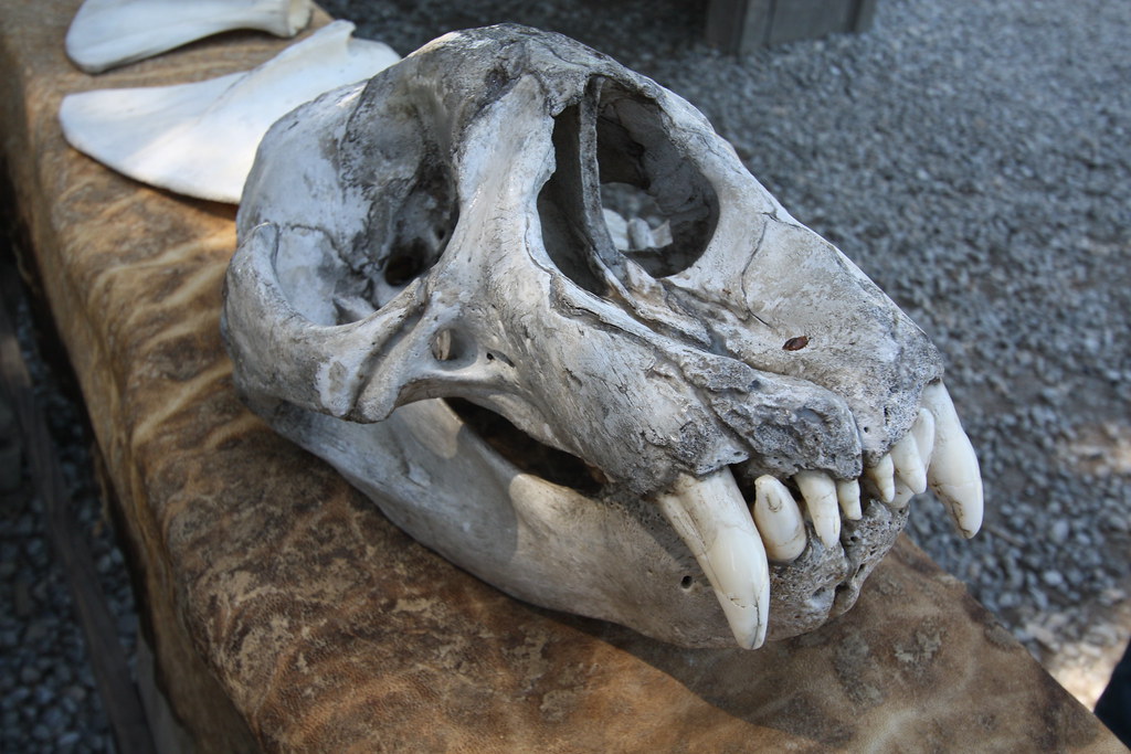 Elephant Seal Skull Clark Flickr
