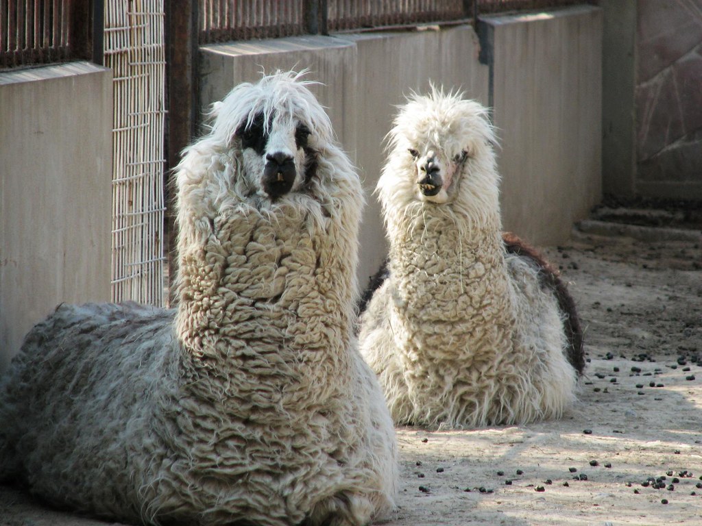 Cao Ni Ma / Cao Ni MA Dragon Zhang Flickr