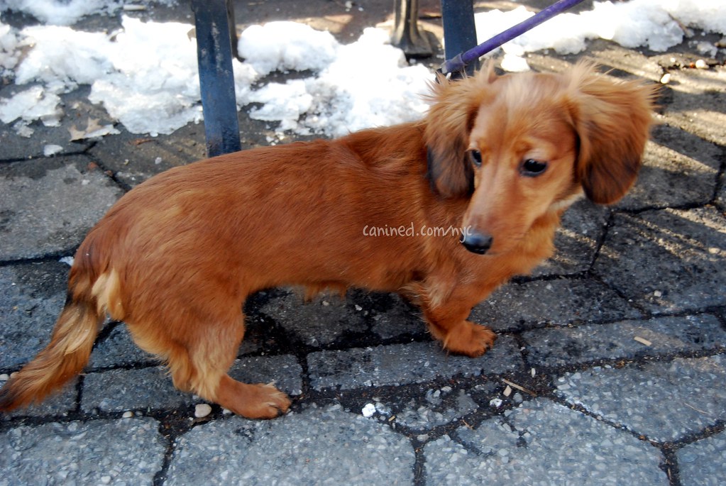 4 month old red long haired dachshund puppy downtown new y… Flickr