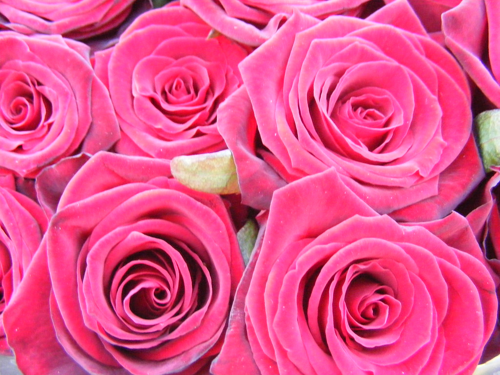 burning roses See how the roses burn! Bring wine to quench… Flickr